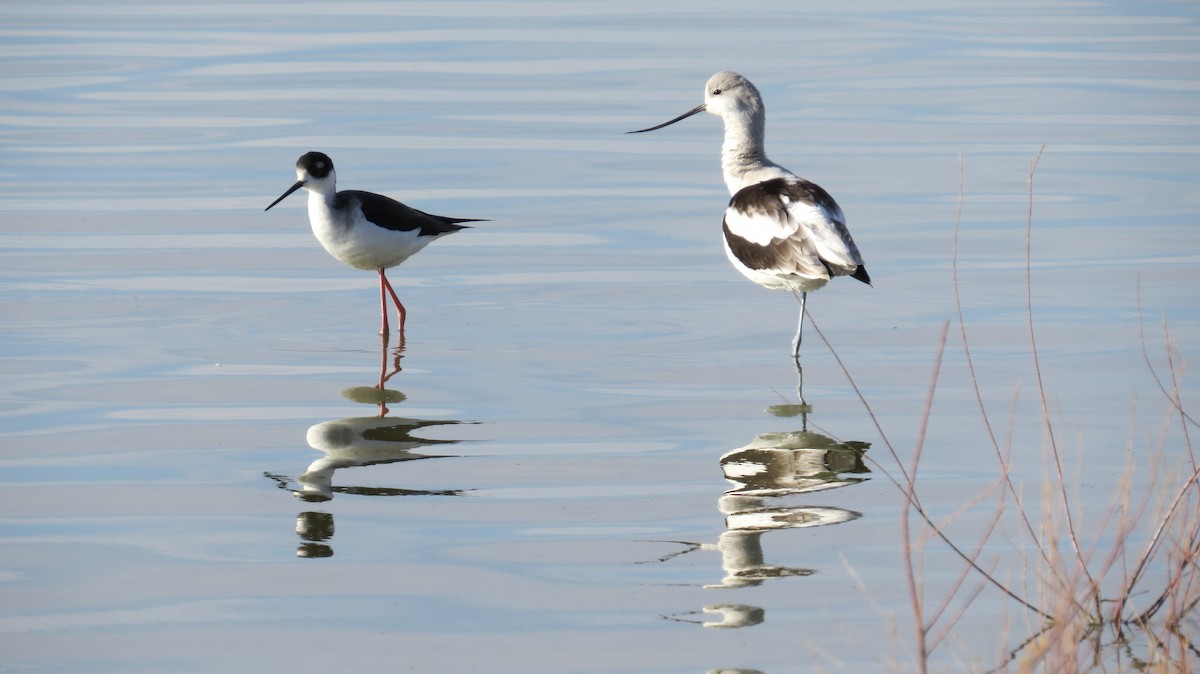 Avocette d'Amérique - ML22918361