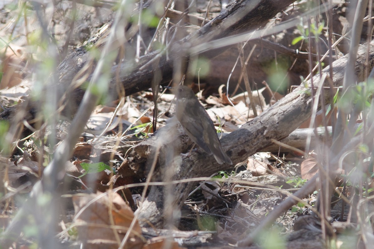 Gray-cheeked Thrush - Jonas Grundman