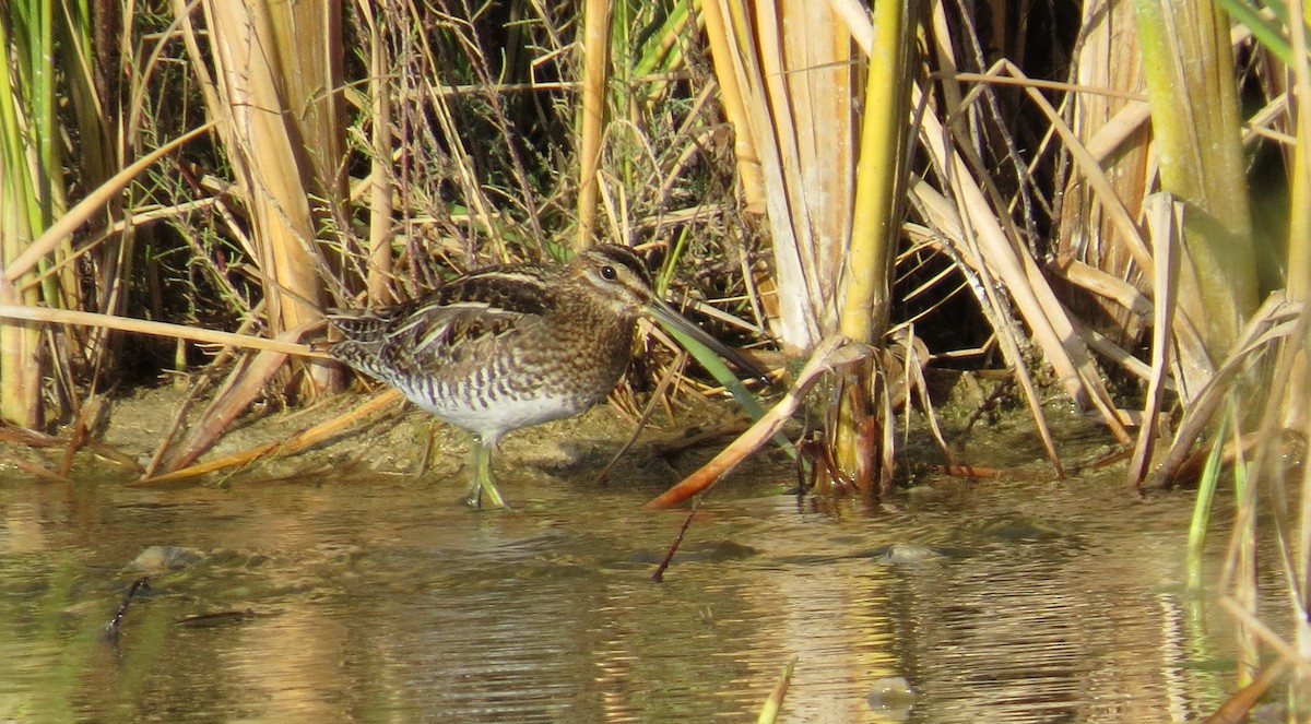 Wilson's Snipe - ML22918641