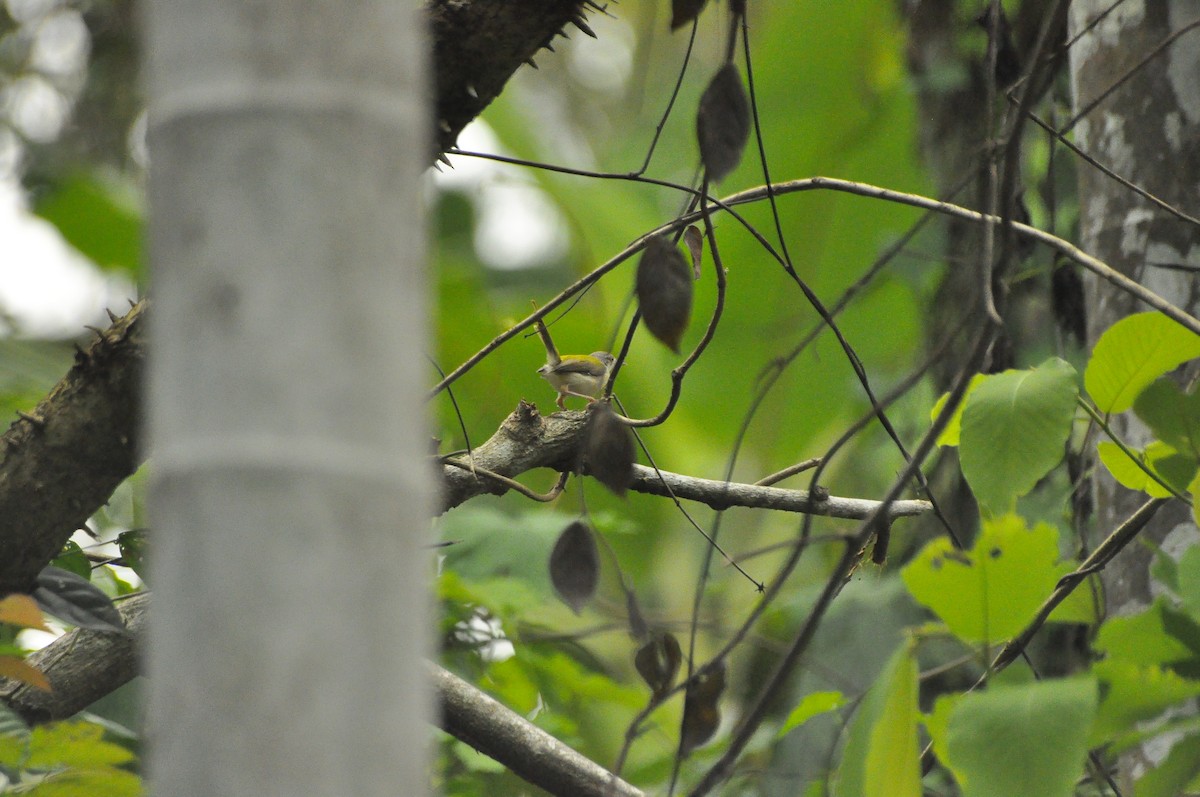 Common Tailorbird - ATHULYA P P