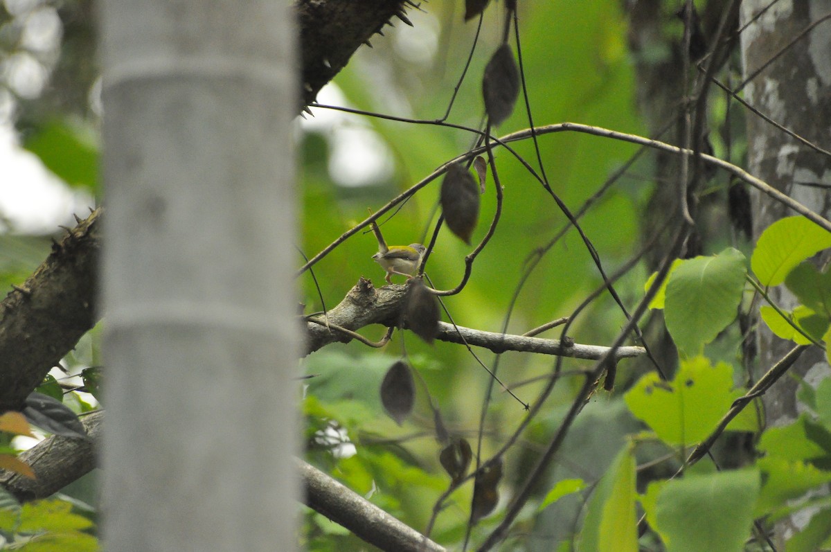 Rotstirn-Schneidervogel - ML229188231