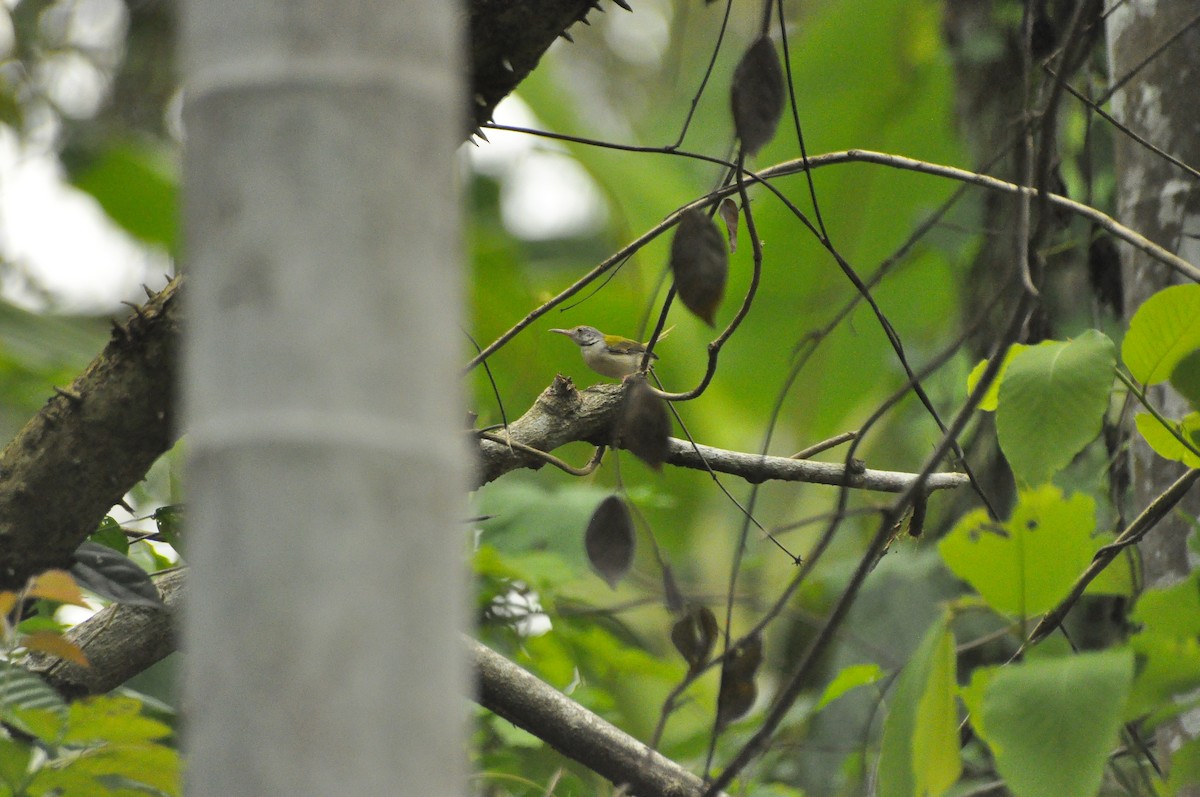 Common Tailorbird - ATHULYA P P