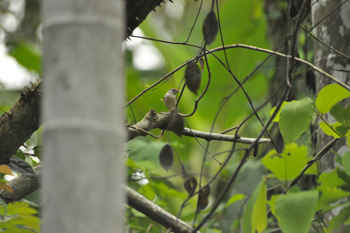 Rotstirn-Schneidervogel - ML229188261