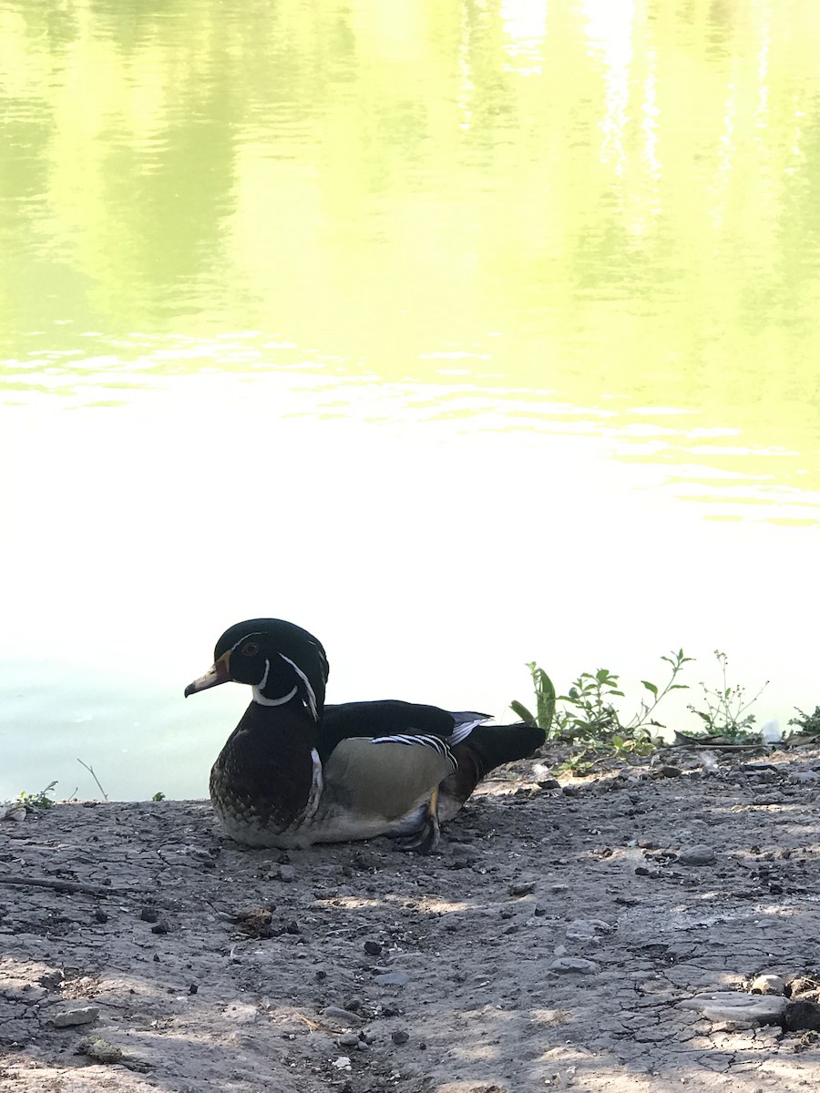 Wood Duck - ML229190021