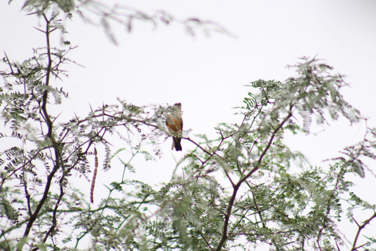 Vermilion Flycatcher - Enrique Flores García