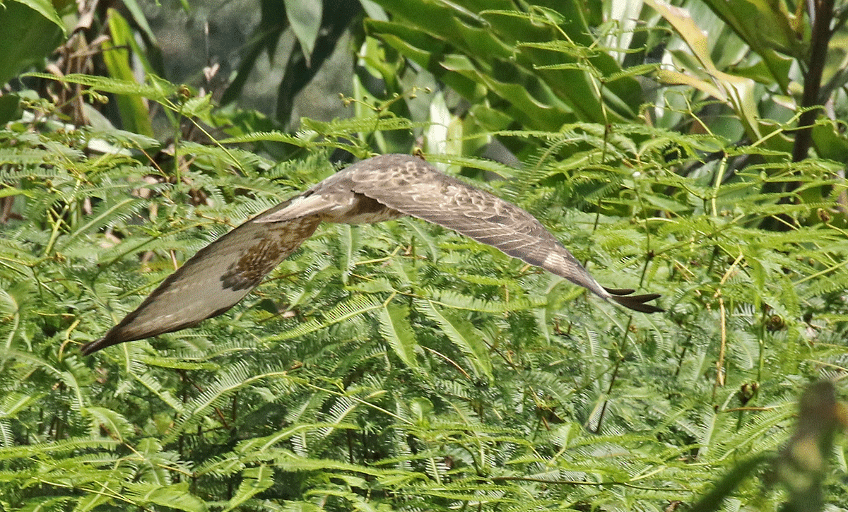 Common/Himalayan/Eastern Buzzard - ML229190421