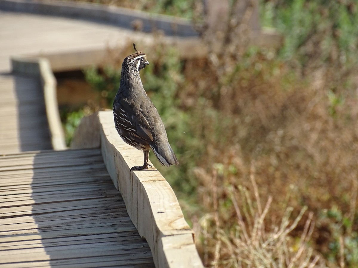 California Quail - ML229190531