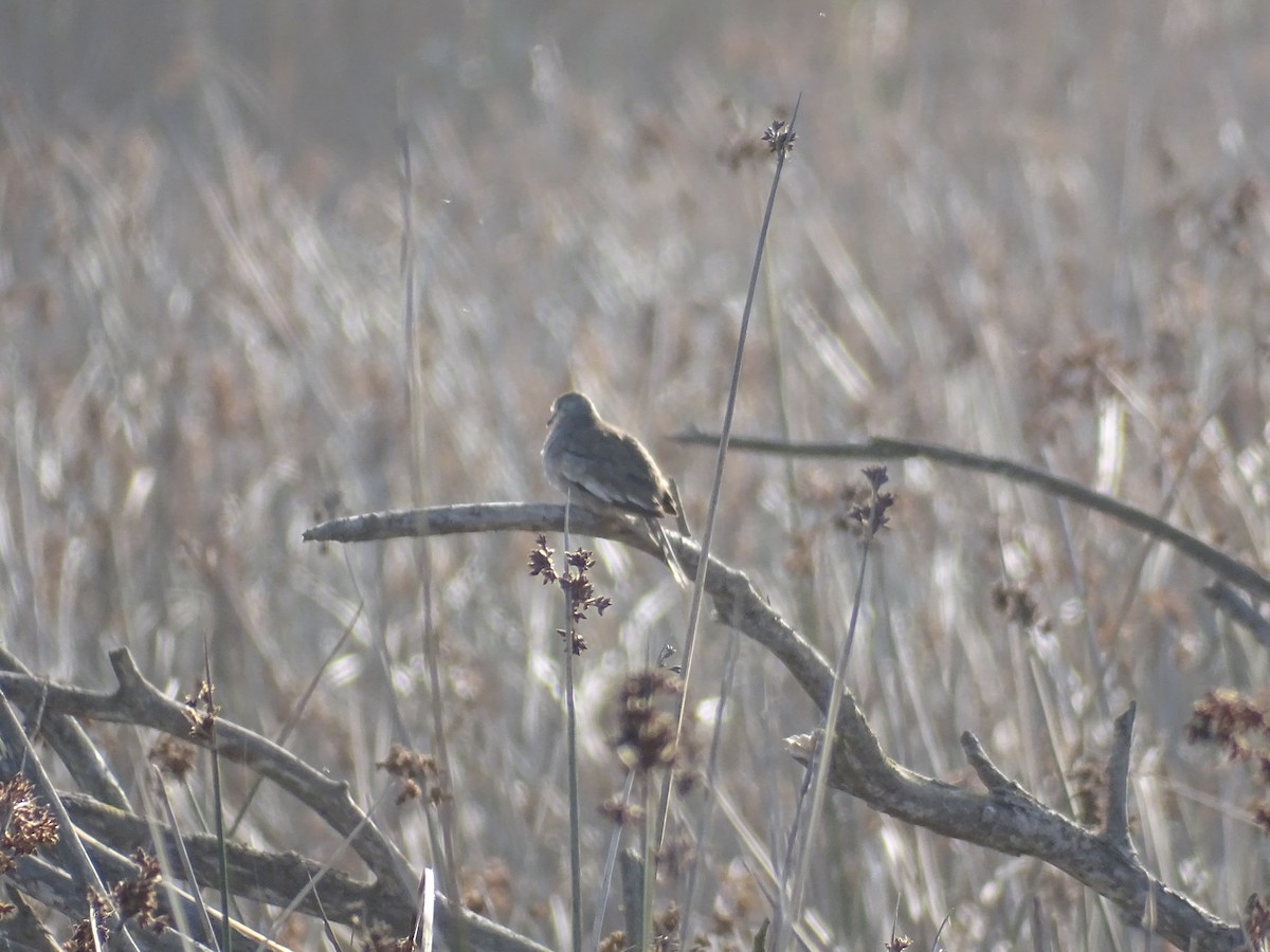 Picui Ground Dove - ML229190691