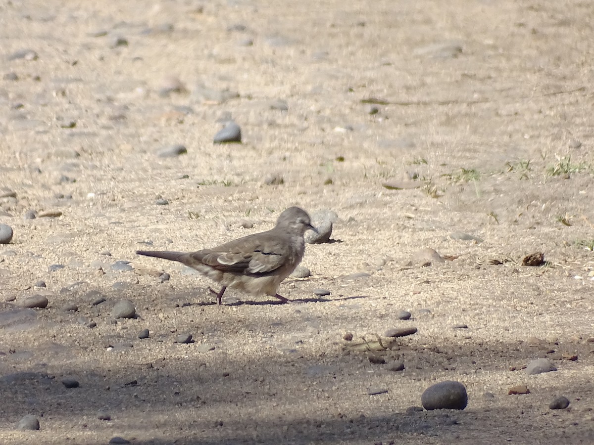 Picui Ground Dove - ML229190751