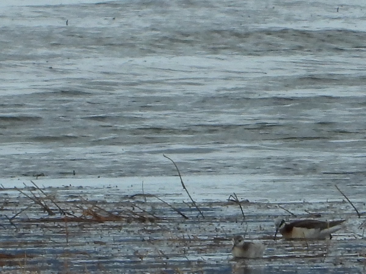 Wilson's Phalarope - ML229191211