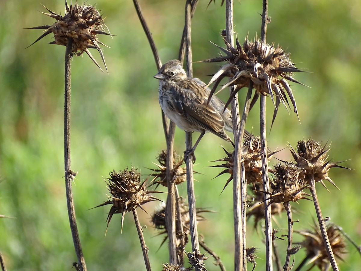 Rufous-collared Sparrow - ML229192711