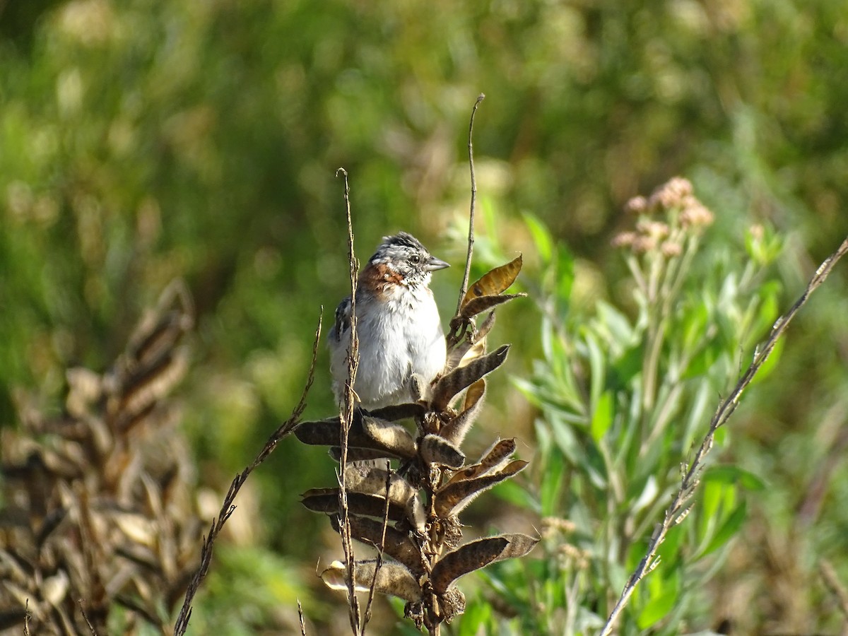 Rufous-collared Sparrow - ML229192731