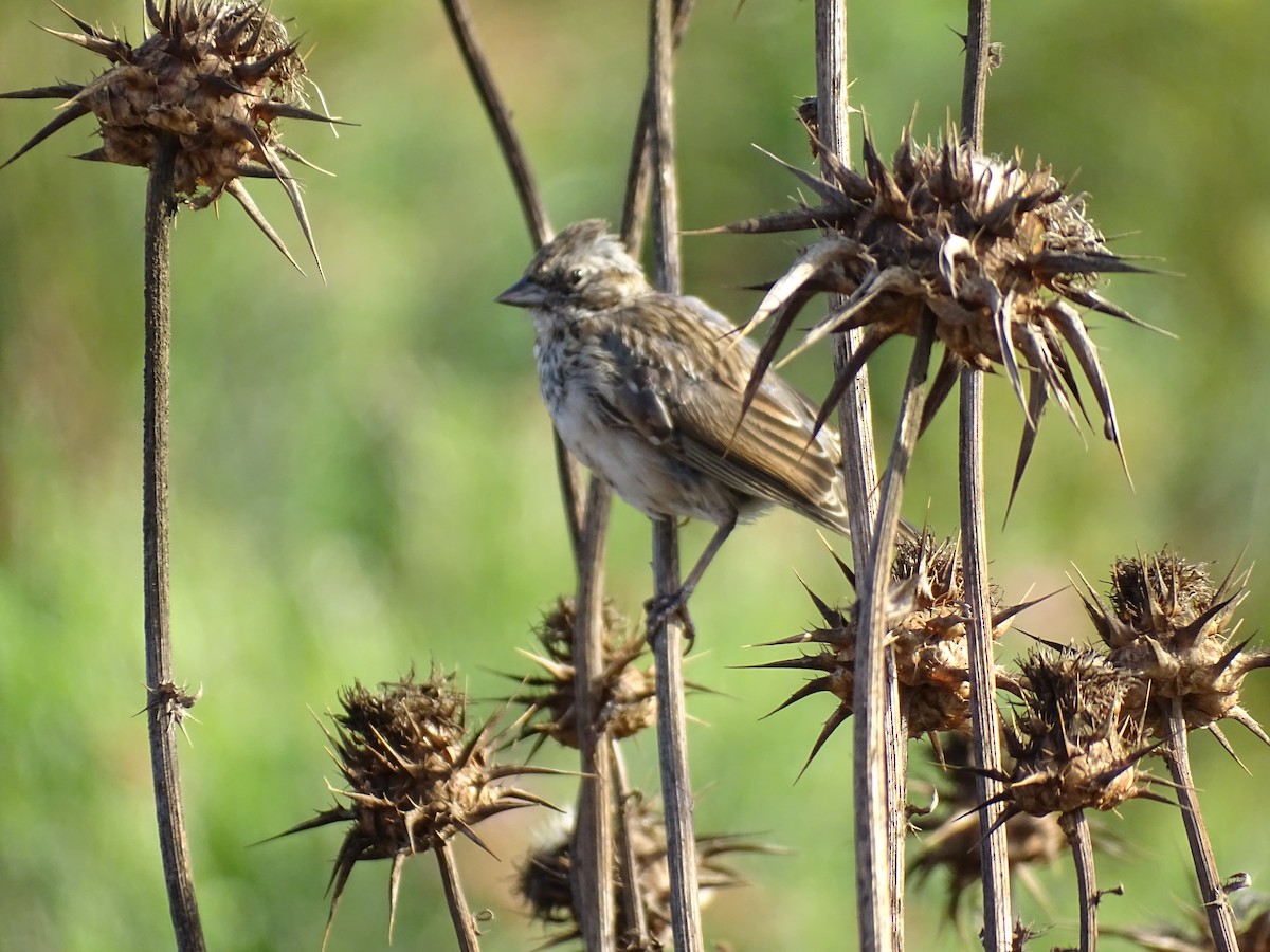 Rufous-collared Sparrow - ML229192741