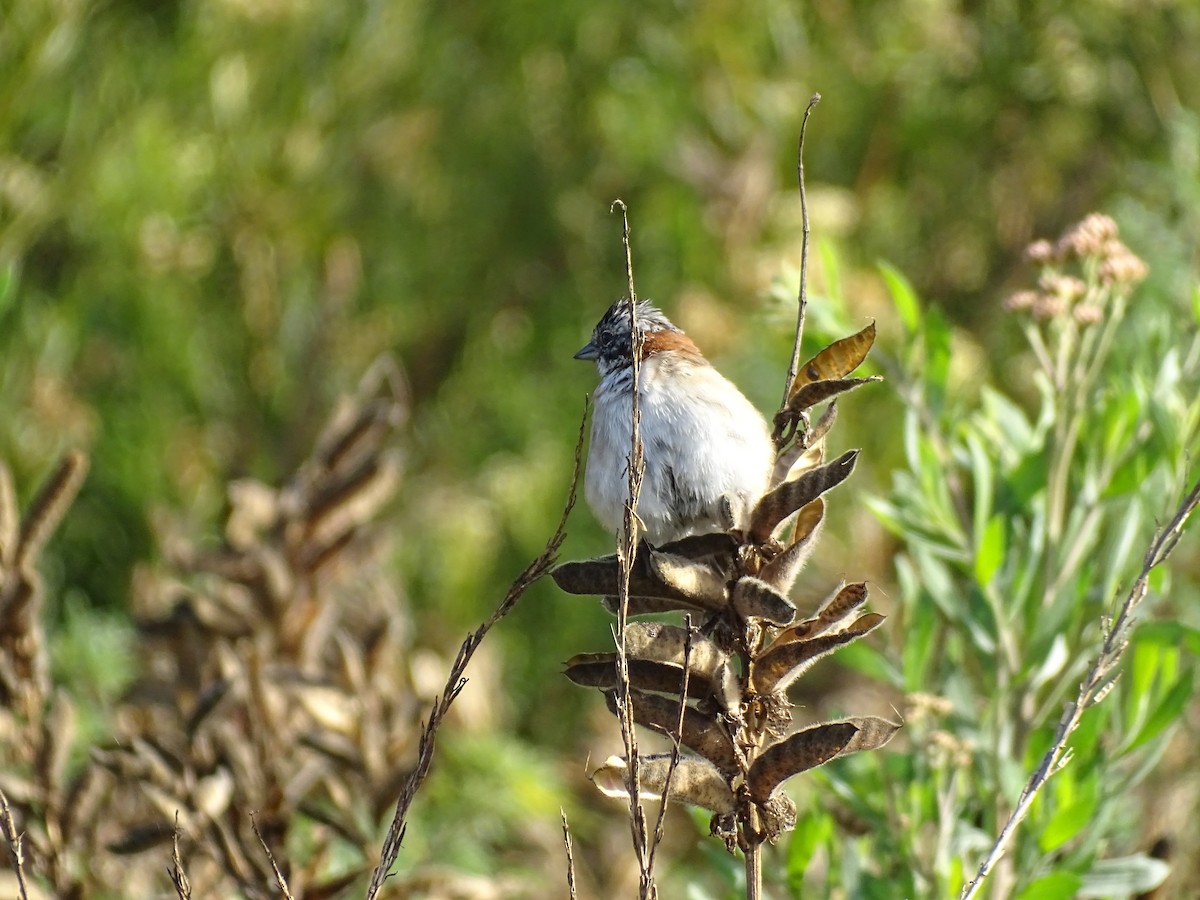 Rufous-collared Sparrow - ML229192761