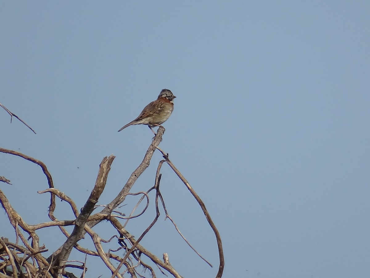 Rufous-collared Sparrow - ML229192771