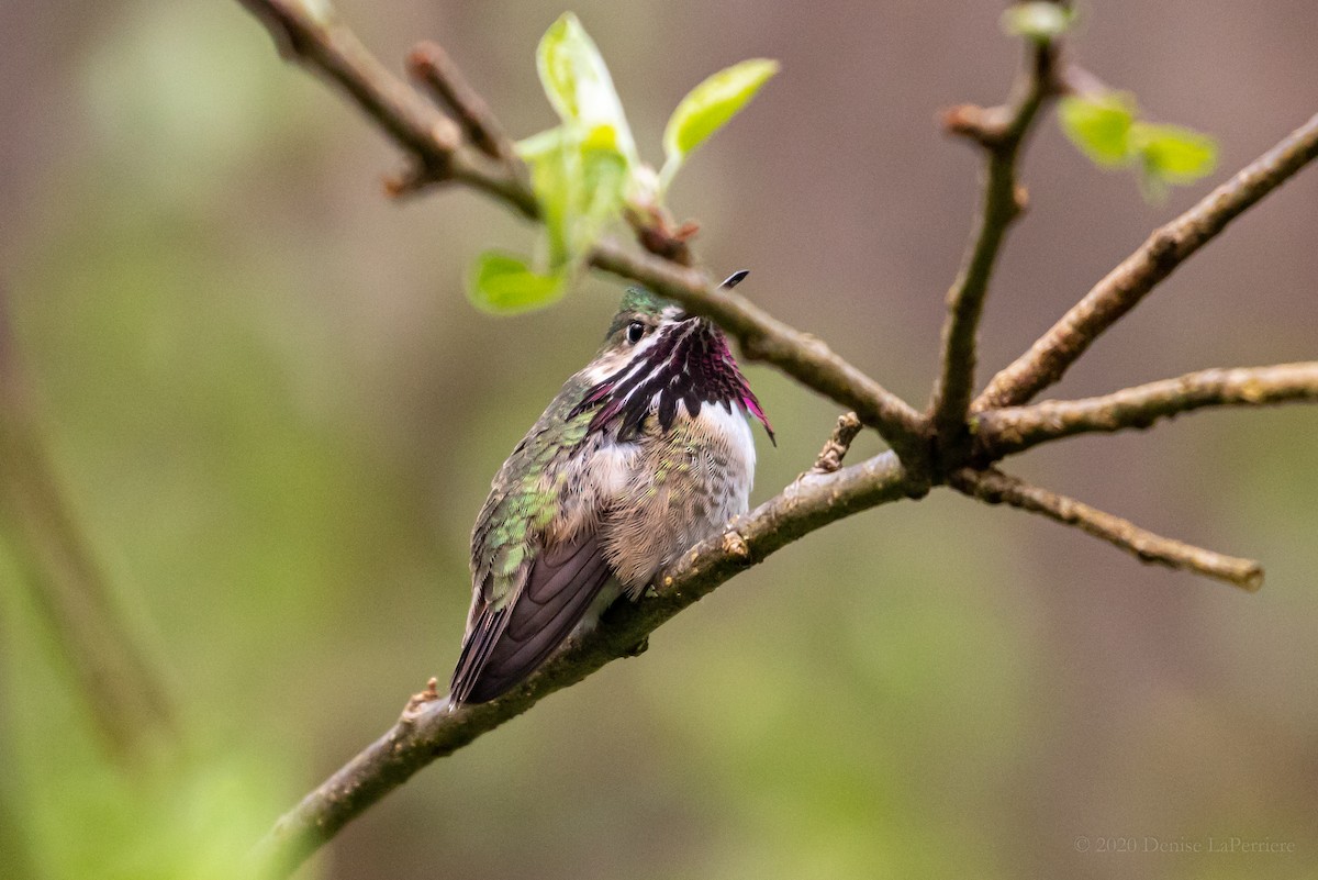 Colibrí Calíope - ML229193091