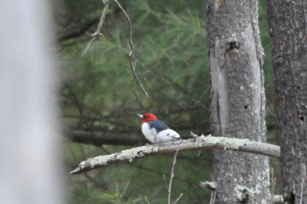 Red-headed Woodpecker - ML229195001