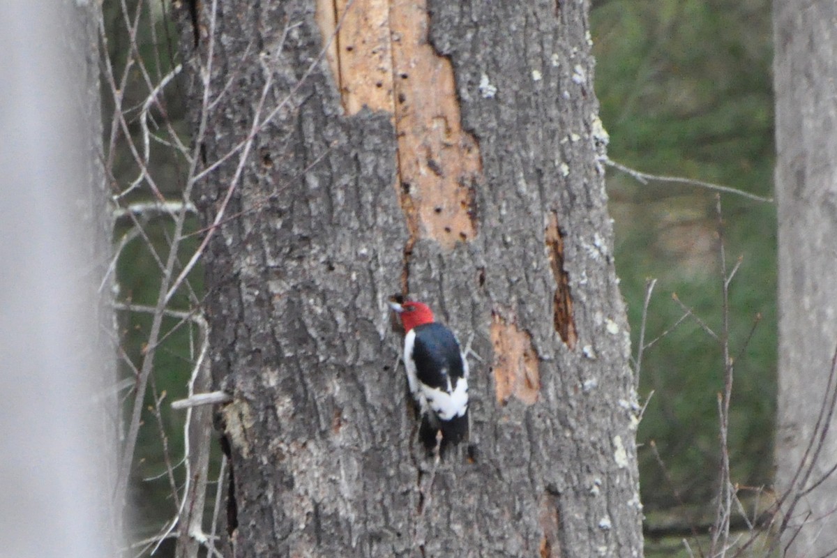 Red-headed Woodpecker - Valerie Burdette