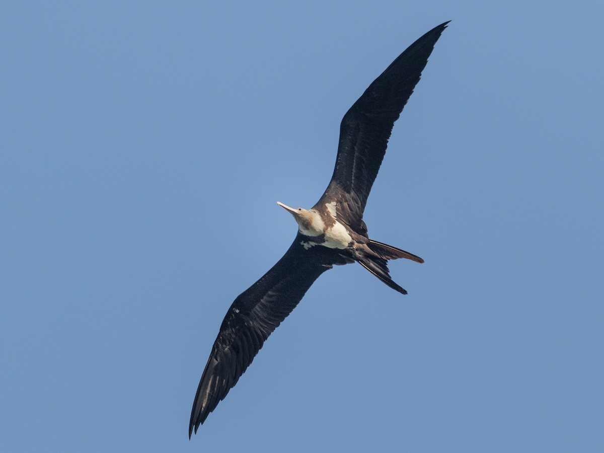 Christmas Island Frigatebird - ML229195831