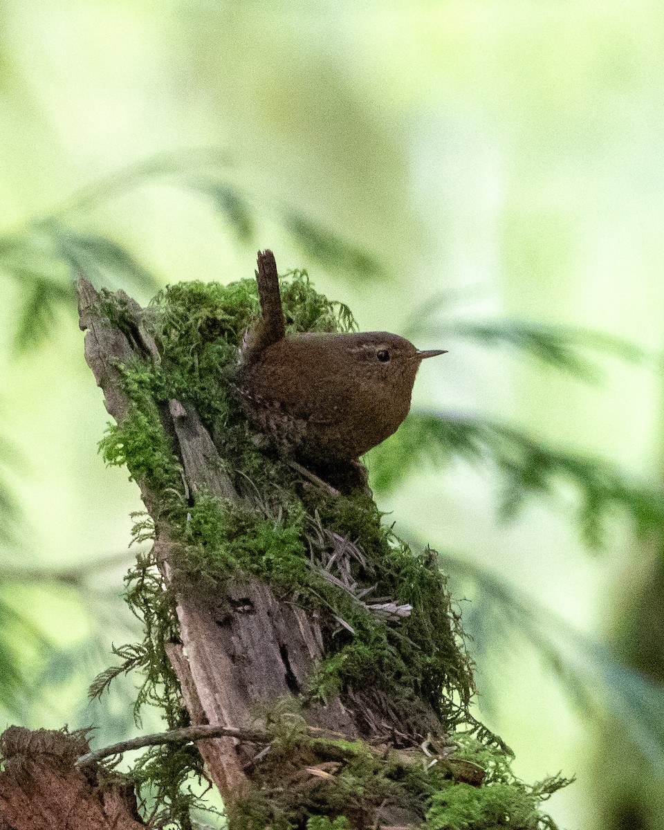 Pacific Wren - ML229195861