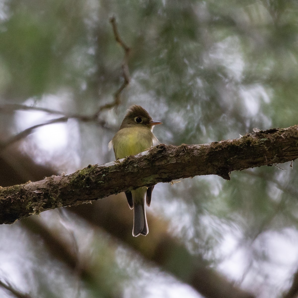 Western Flycatcher (Pacific-slope) - ML229196011