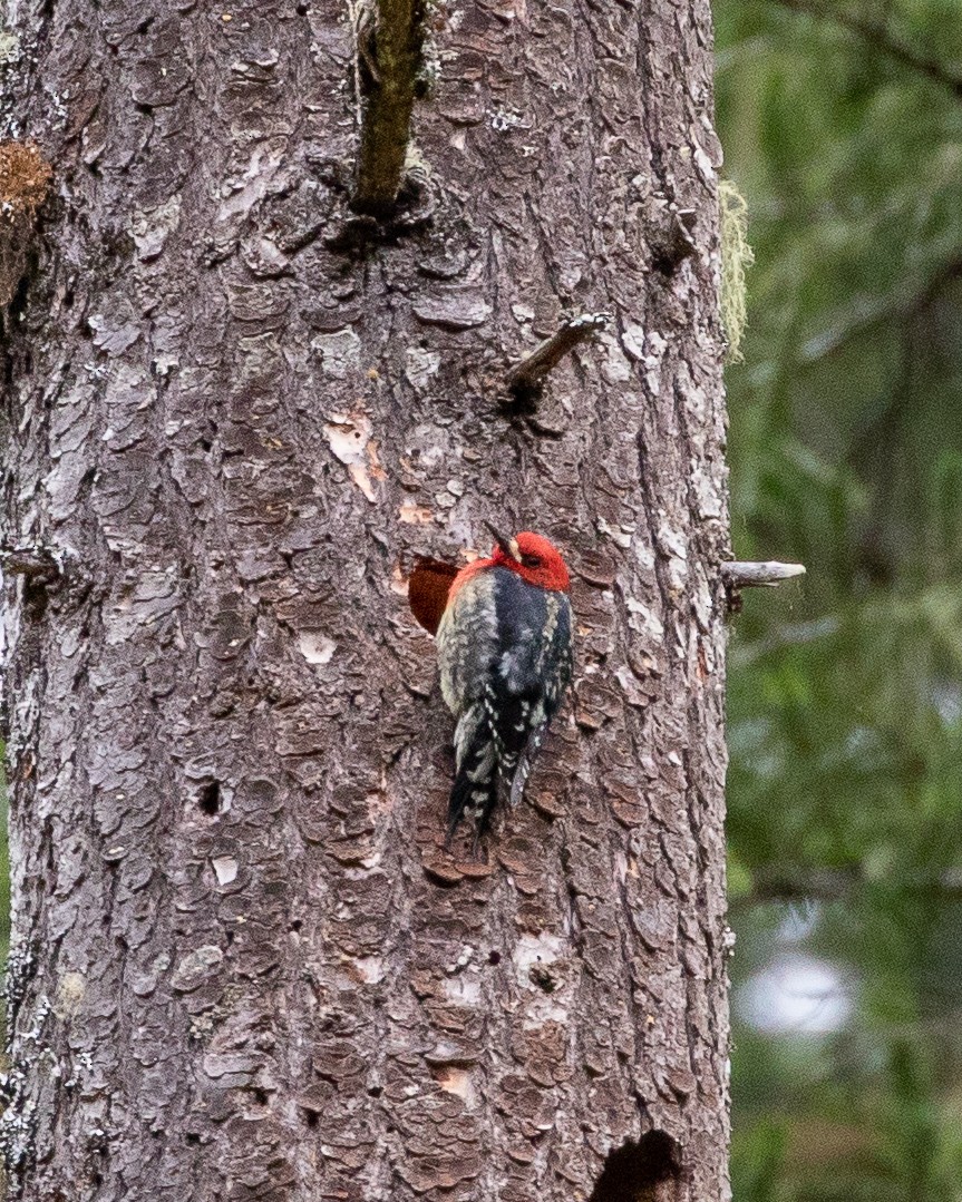 Red-breasted Sapsucker - ML229196101