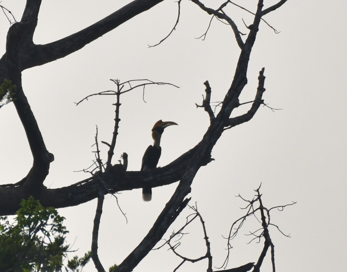 Great Hornbill - ashok raj v m