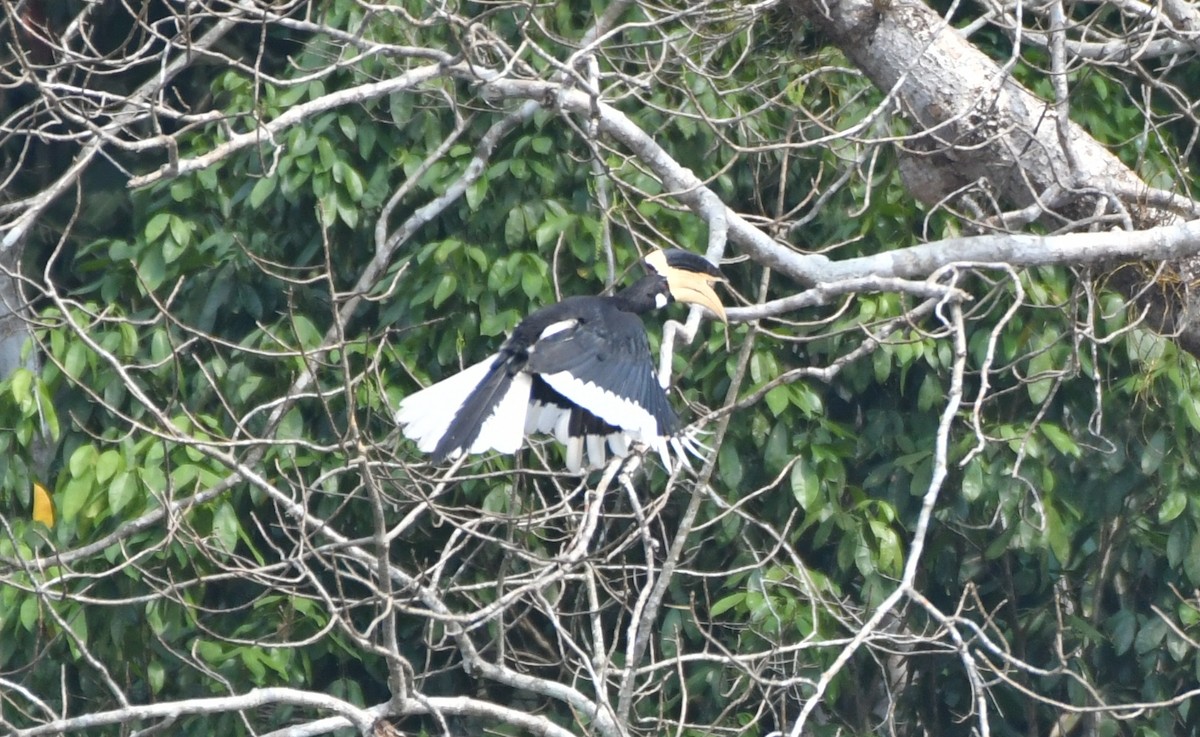 Malabar Pied-Hornbill - ML229196421