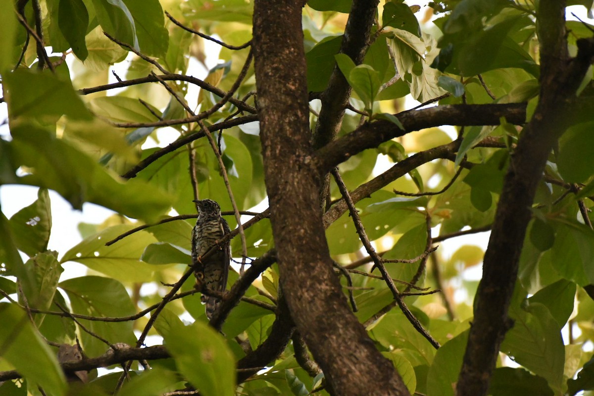 Indian Cuckoo - ML229197891