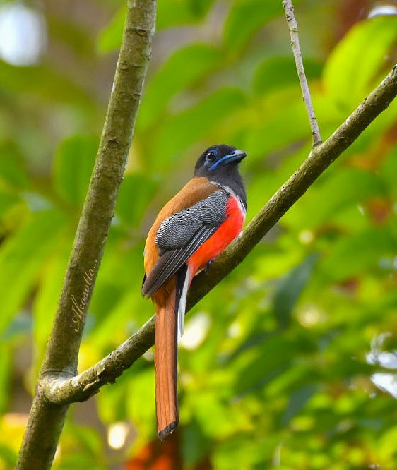 Malabar Trogon - ashok raj v m