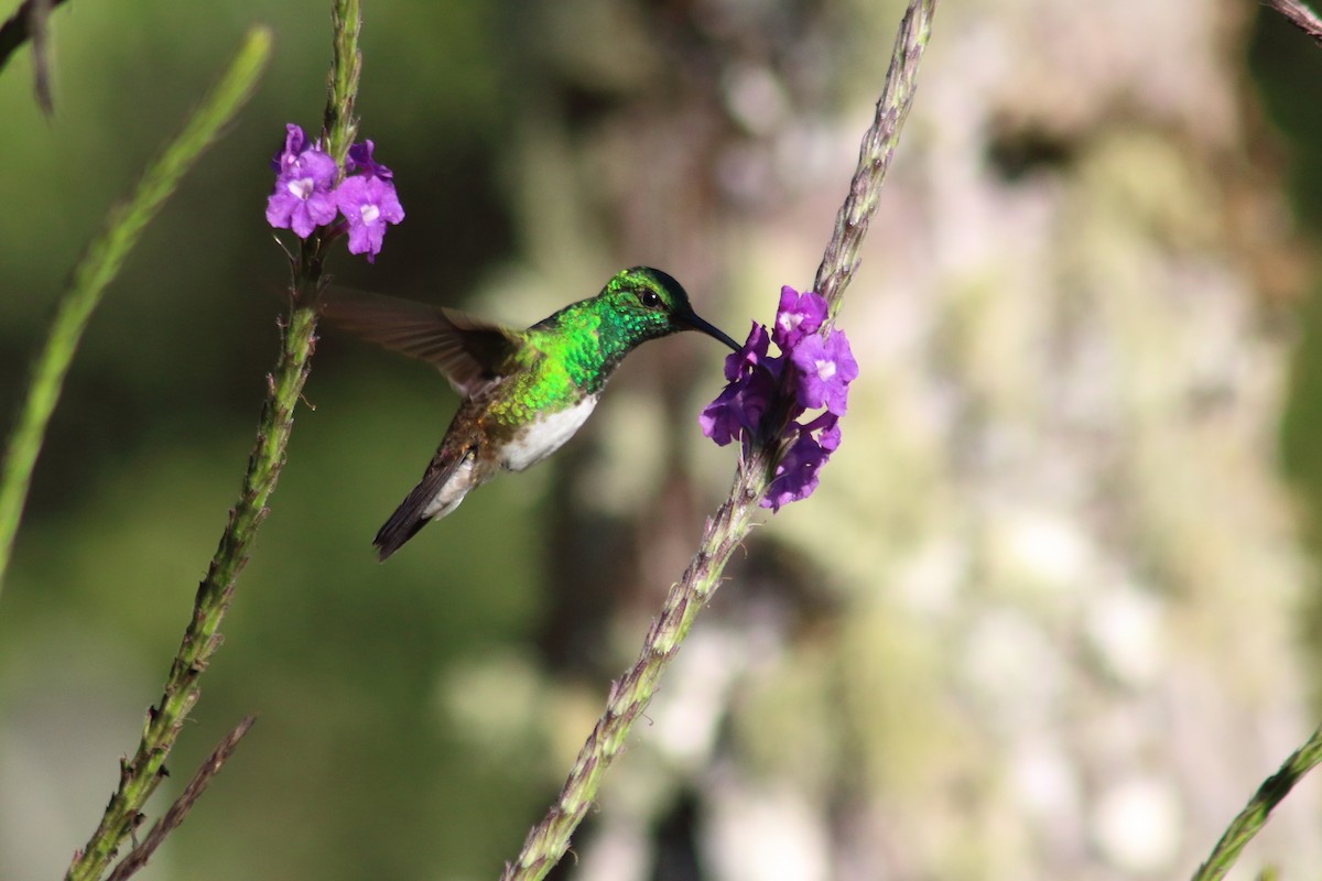 Snowy-bellied Hummingbird - Mario Sánchez