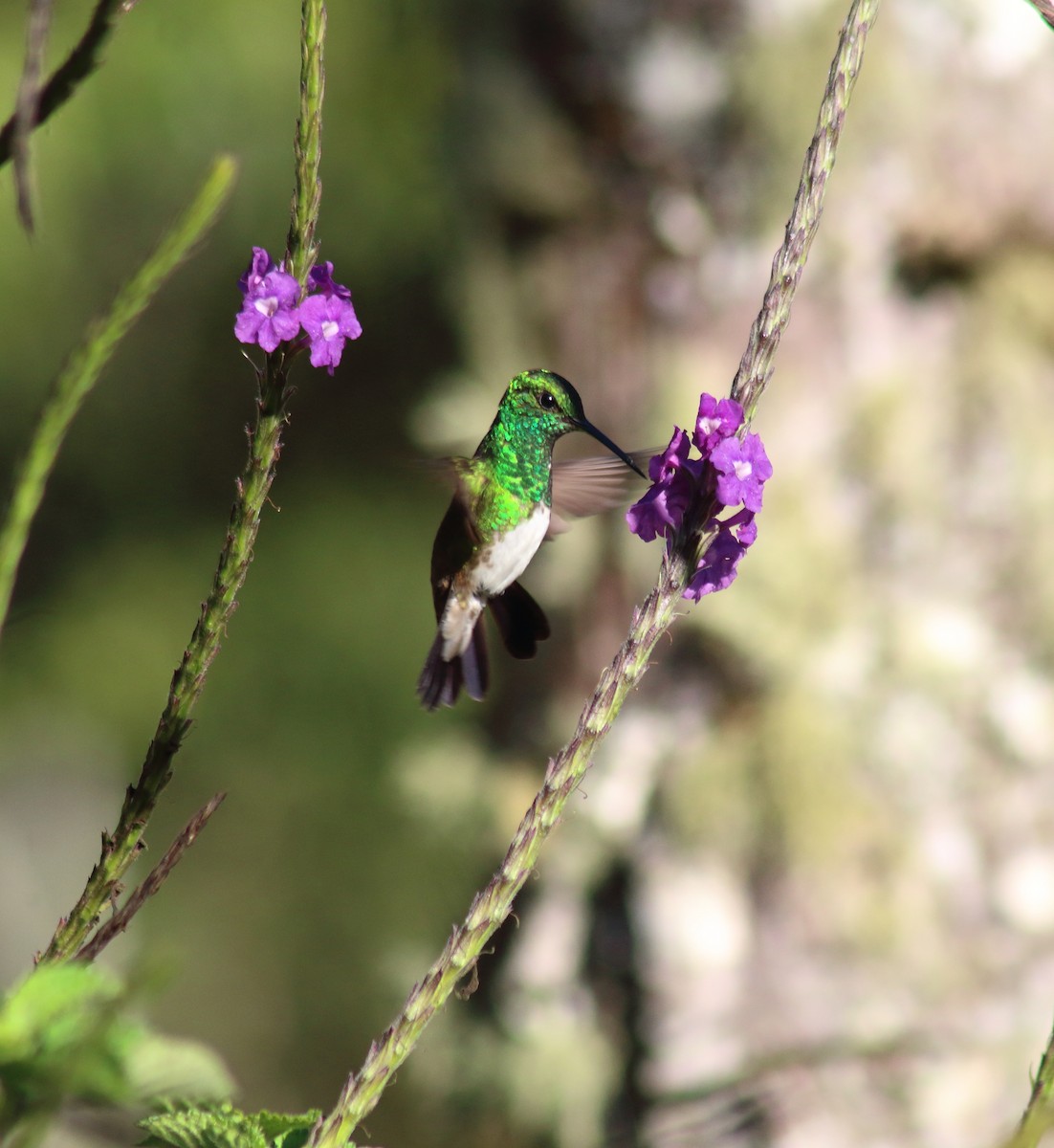 Snowy-bellied Hummingbird - Mario Sánchez