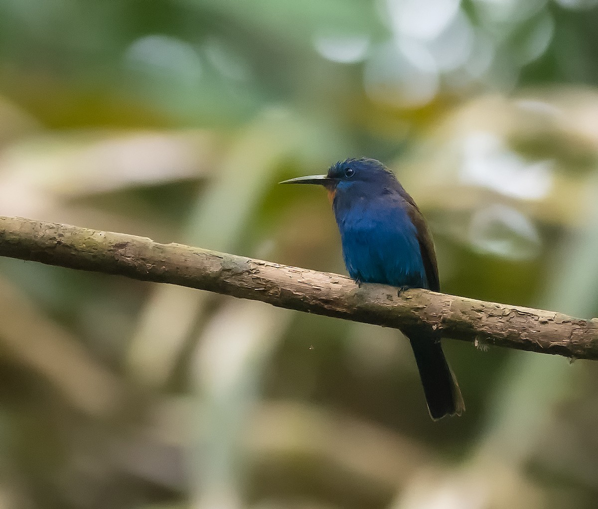 Blue-moustached Bee-eater - ML229200151