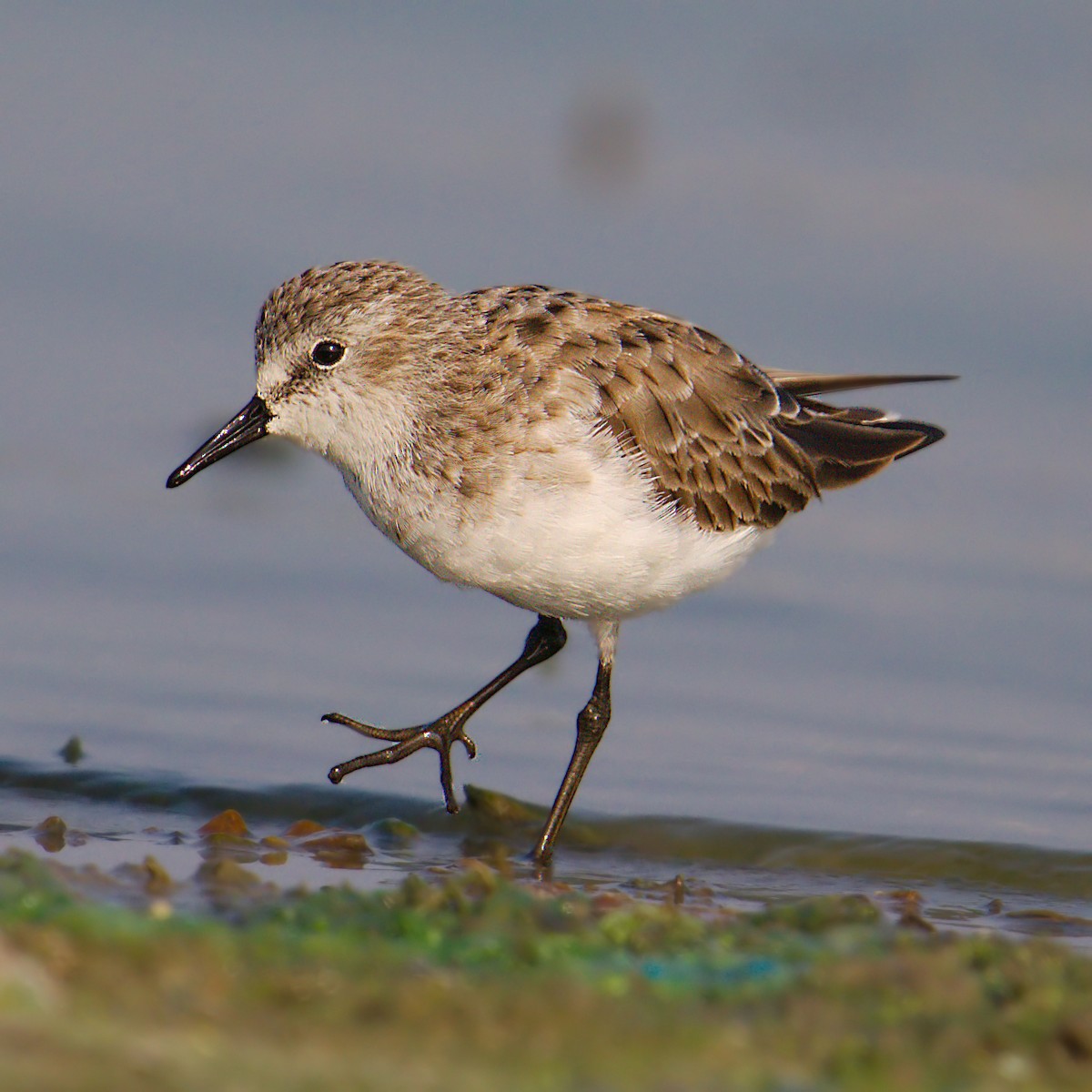 Little Stint - Raghava Rao suryadevara