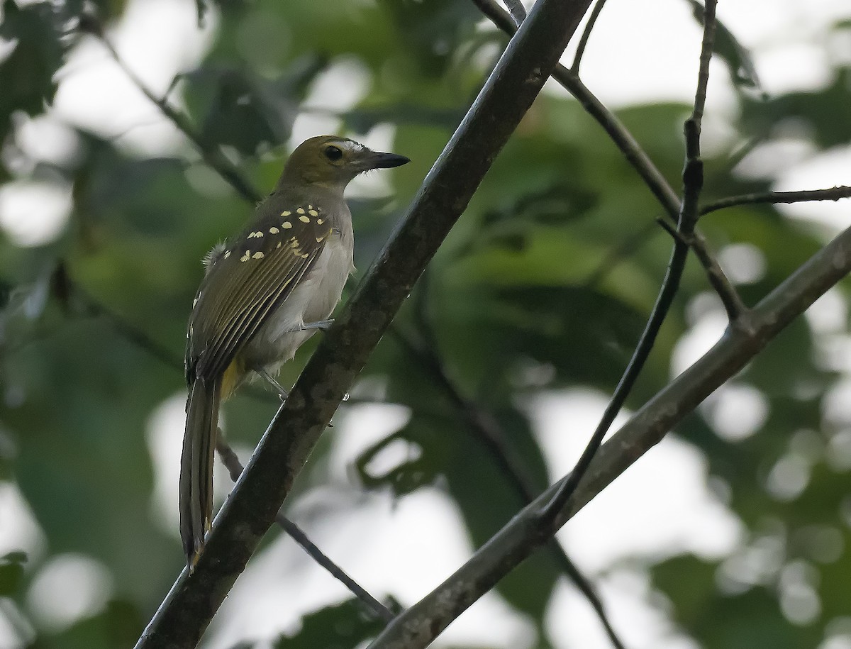 nikator šedohrdlý - ML229201471