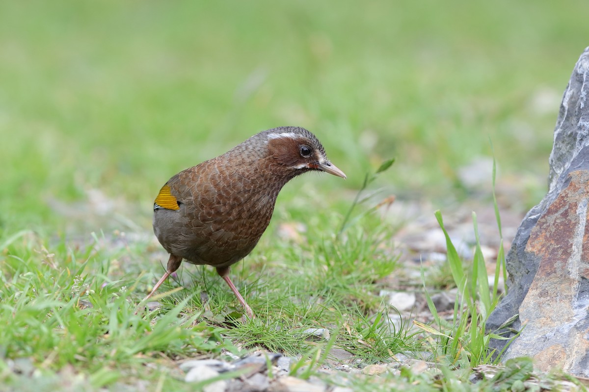 White-whiskered Laughingthrush - ML229201681