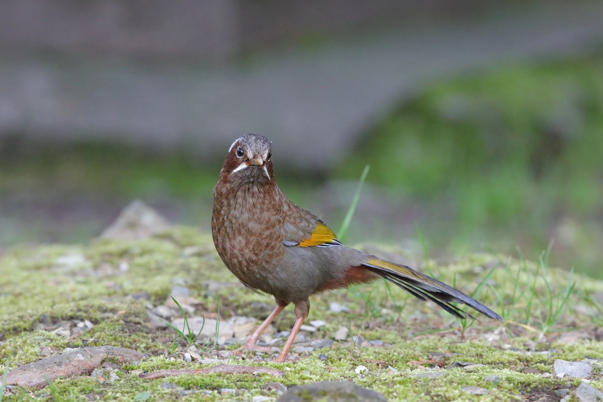 White-whiskered Laughingthrush - ML229201691