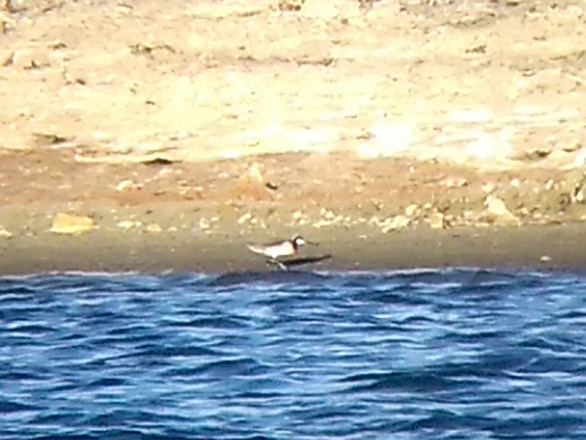 Wilson's Phalarope - ML229201771