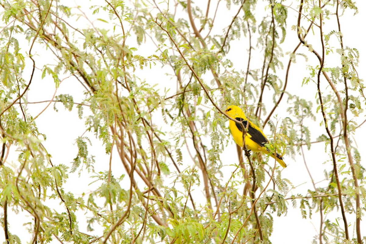 Eurasian Golden Oriole - ML229202331