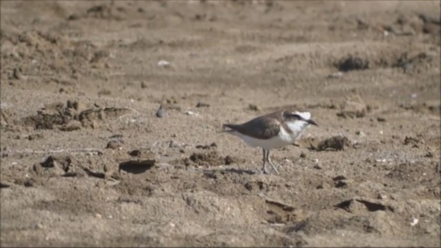 Javan Plover - ML229202431