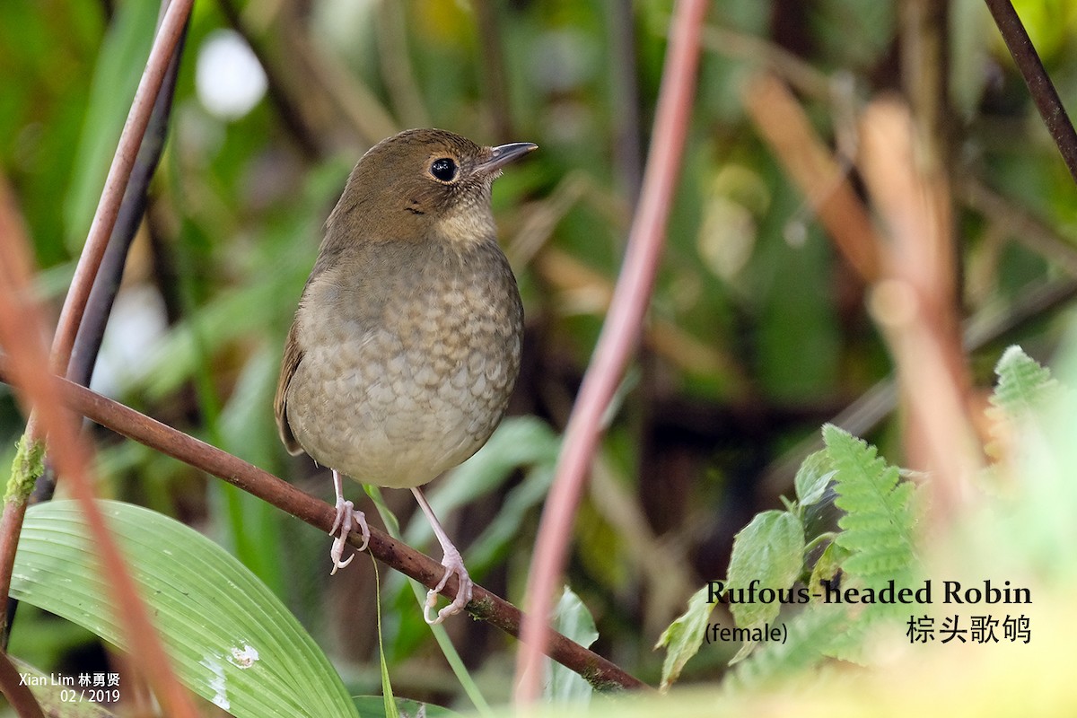 Rufous-headed Robin - ML229202591