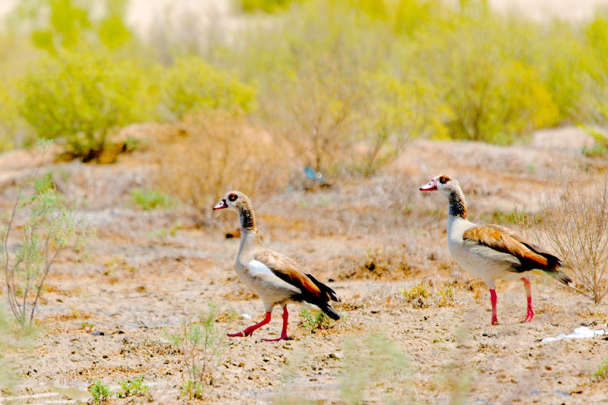 Egyptian Goose - ML229202601