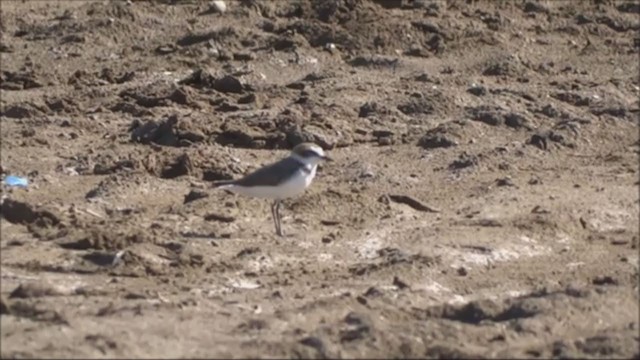 Javan Plover - ML229202631