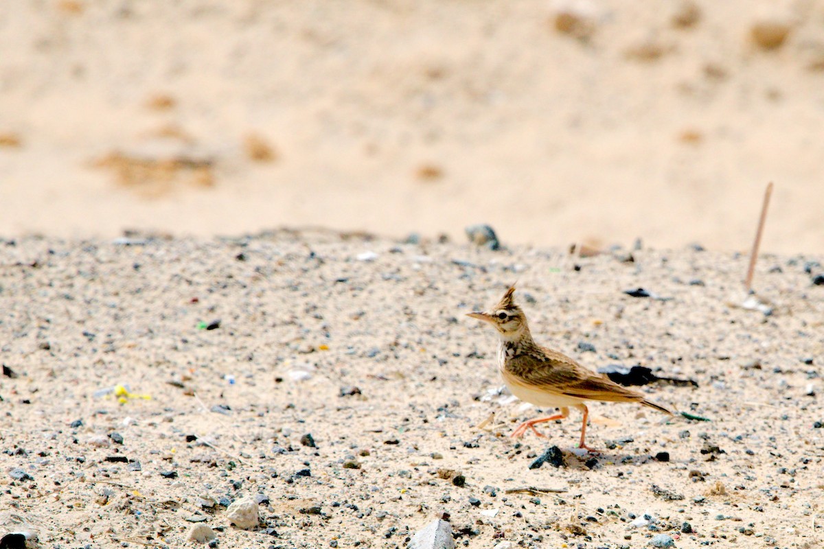 Crested Lark - ML229202651