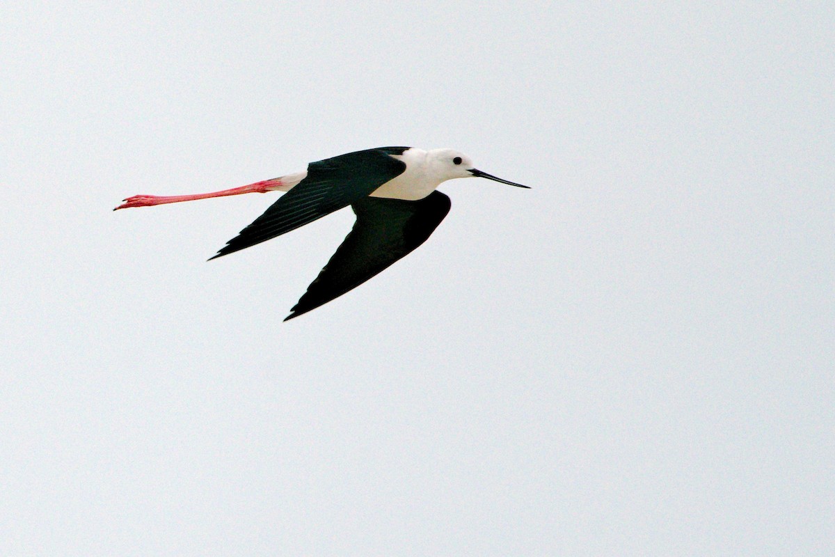 Black-winged Stilt - ML229202671