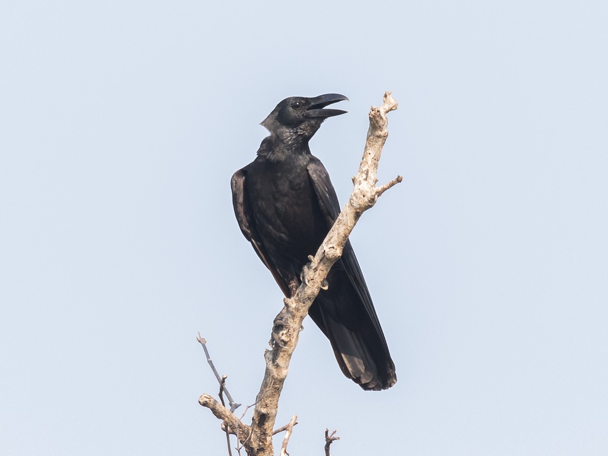 Large-billed Crow (Eastern) - ML229202971