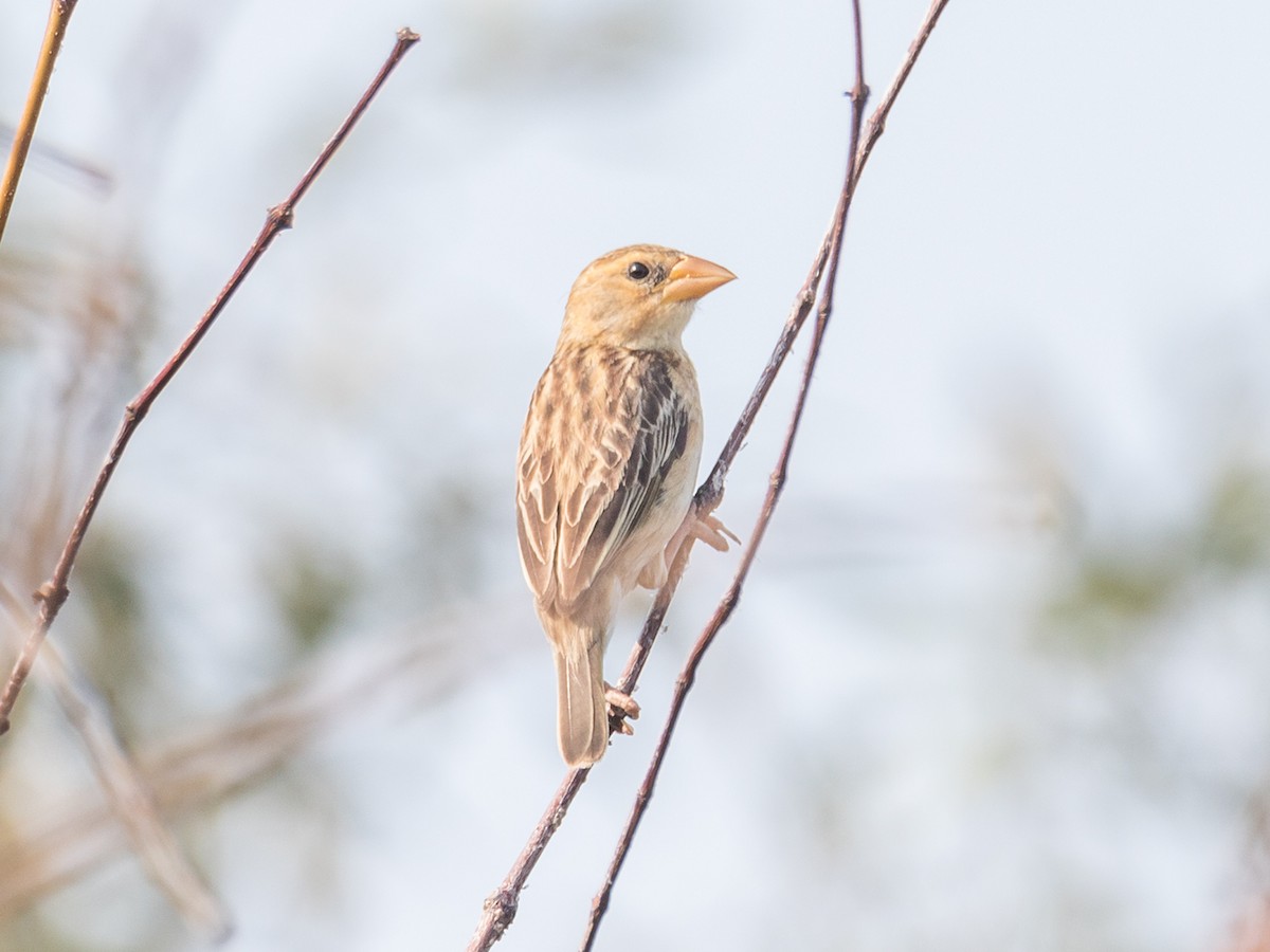 Baya Weaver - ML229202981