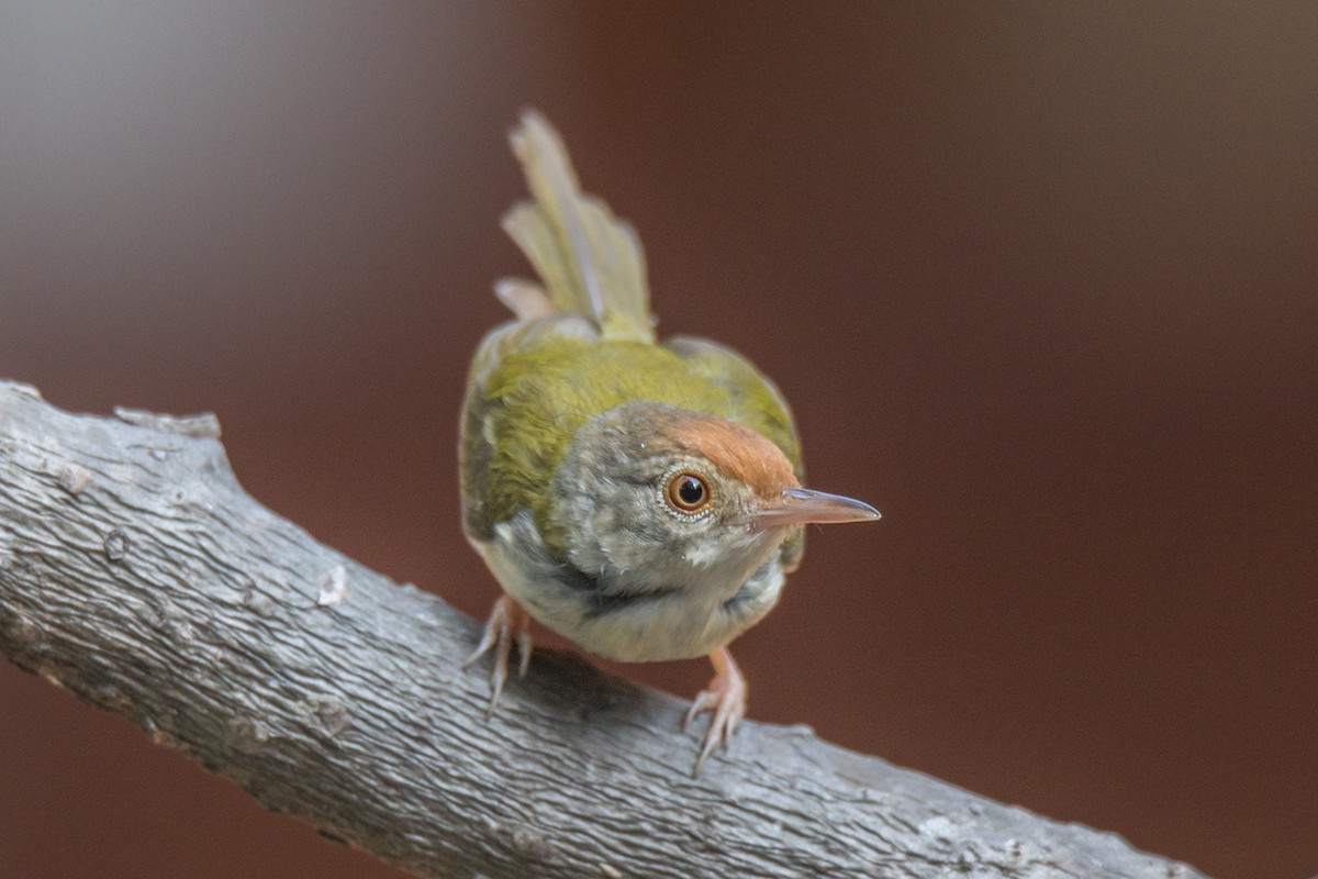 Common Tailorbird - ML229203001