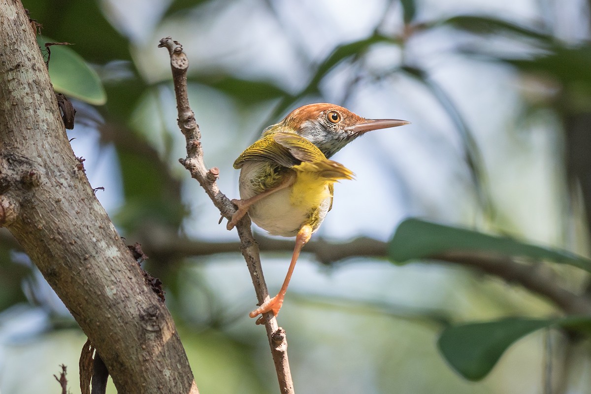 Dark-necked Tailorbird - ML229203021
