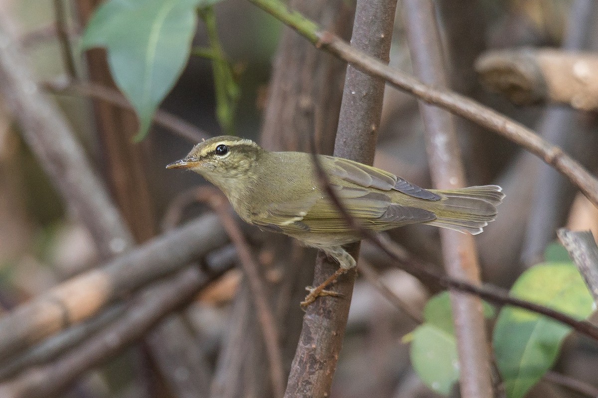 Arctic/Kamchatka Leaf Warbler - ML229203041
